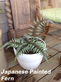 Japanese Painted Fern