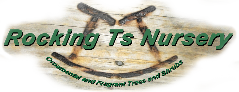 www.rockingts.com