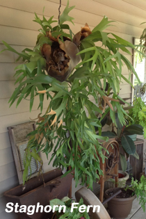 Staghorn Fern