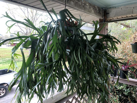 Staghorn Fern